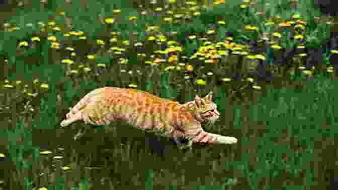 A Cat Running Free In A Lush Green Field, Surrounded By Animals. Cloak Jaguar: Following A Cat From Desert To Courtroom