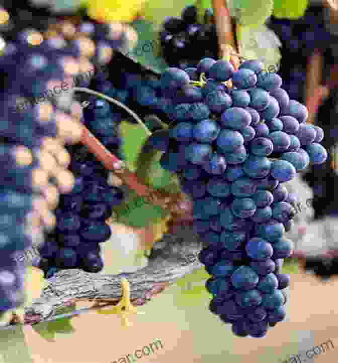 A Close Up Of A Cluster Of Ripe Shiraz Grapes Halliday Wine Companion 2024: The And Definitive Guide To Australian Wine