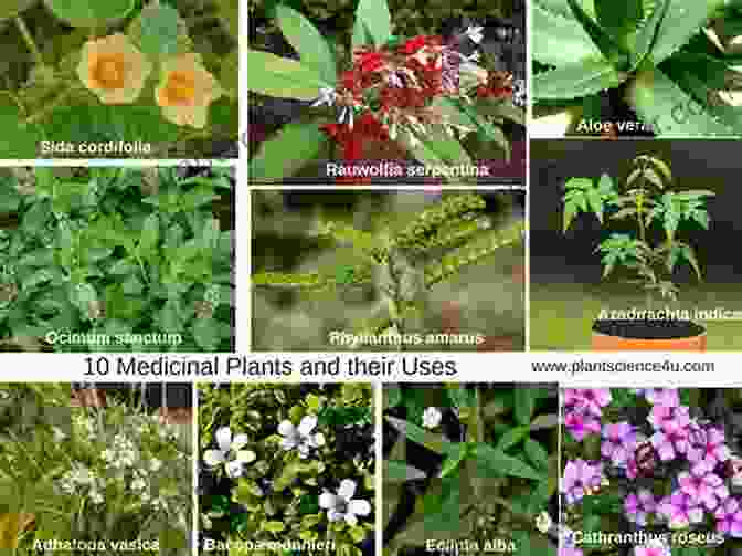 A Collage Of Various Medicinal Plants Found In Latin America Duke S Handbook Of Medicinal Plants Of Latin America