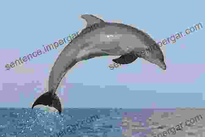 A Dolphin Leaping Out Of The Water Dolphin Fact For Kids: Dolphin Fact For Kids (The Animal Kids Book 2)