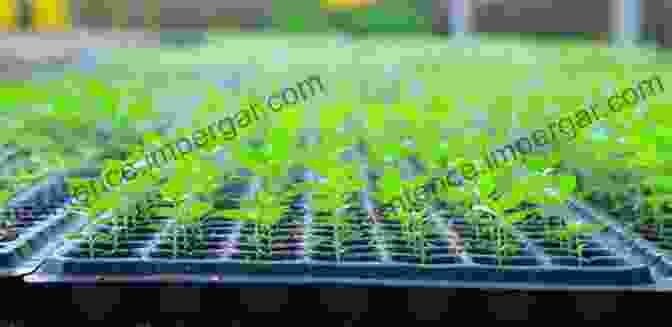 A Green Plant Growing In A Factory Setting, Symbolizing The Harmony Between Agriculture And Industry Agricultural And Industrial Applications Environmental Interactions: An Advanced Treatise