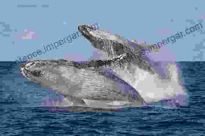 A Humpback Whale Breaches The Ocean Surface, Displaying Its Massive Tail Flukes. Toward A Sustainable Whaling Regime