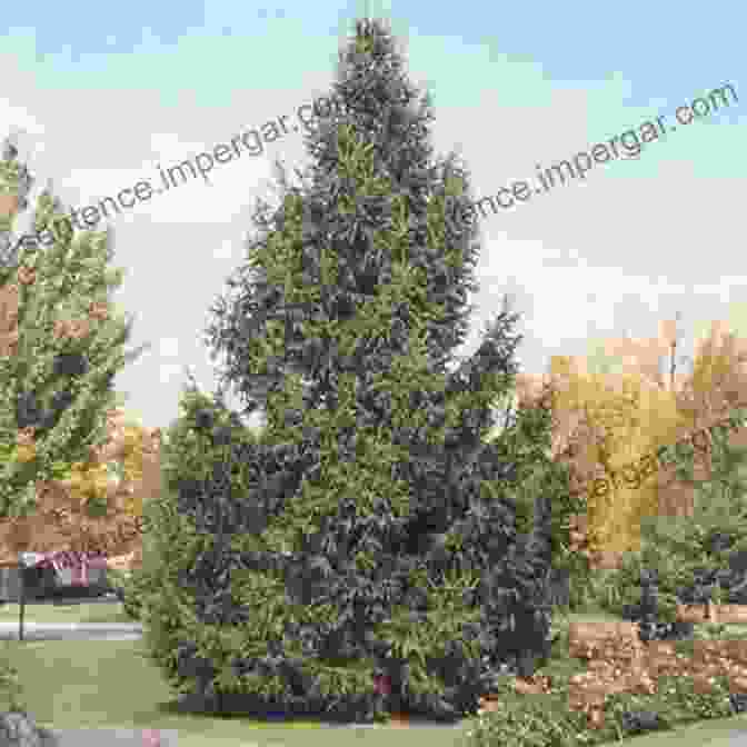 A Majestic Norway Spruce, Selected For Its Perfect Conical Shape And Ability To Withstand The Harsh Winter Conditions Of New York City The Rockefeller Center Christmas Tree: The History Of The World S Most Famous Evergreen Tree