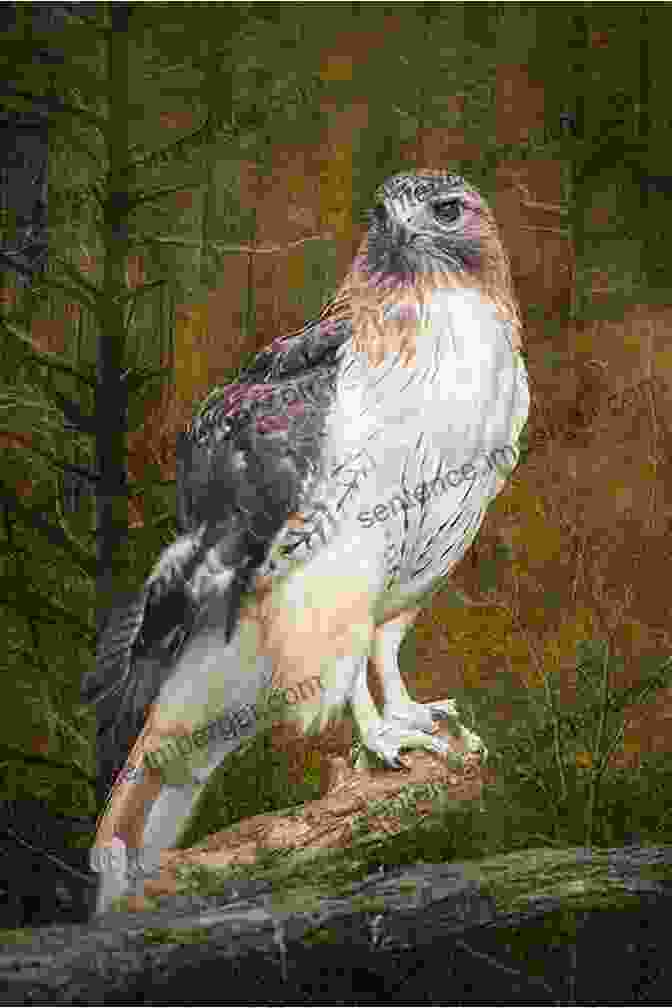 A Red Tailed Hawk Perched On A Branch, Scanning Its Surroundings Eagles Ravens And Other Birds Of Prey: A History Of USAF Suppression Of Enemy Air Defense (SEAD) Doctrine 1973 1991