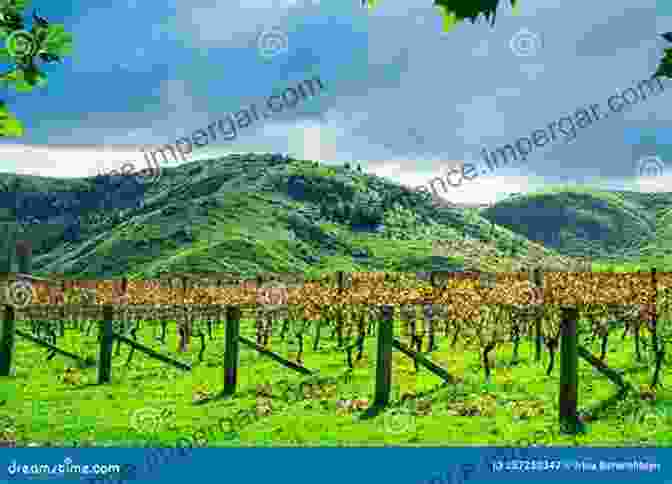 A Scenic View Of An Australian Vineyard With Rolling Green Hills And Rows Of Grapevines Halliday Wine Companion 2024: The And Definitive Guide To Australian Wine