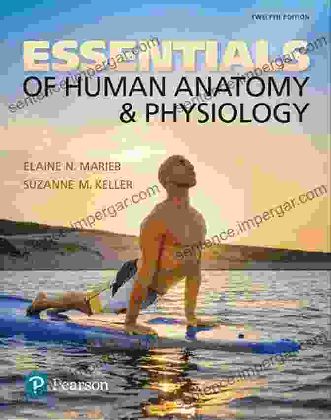 Anatomy And Physiology Essentials Study Guides Book Cover Anatomy And Physiology Essentials (Essentials Study Guides)