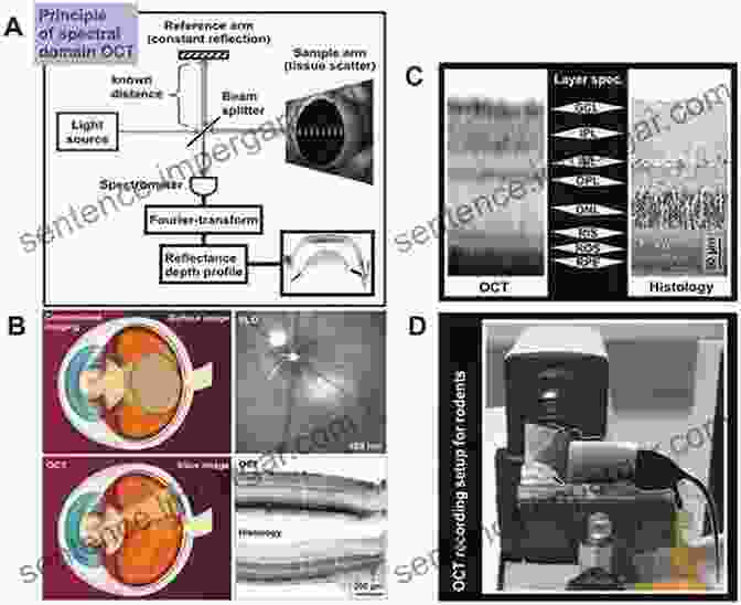 Biomedical Applications Of Low Coherent Microscopy And Optical Trapping Digital Holographic Methods: Low Coherent Microscopy And Optical Trapping In Nano Optics And Biomedical Metrology (Springer In Optical Sciences 221)