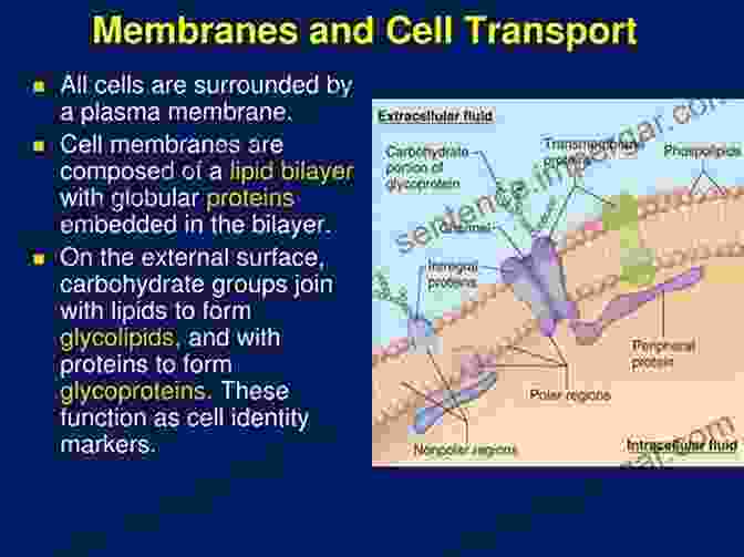 Cell Membrane Structure And Function The Components Of Life: All About Vitamins Minerals Amino Acids Enzymes Co