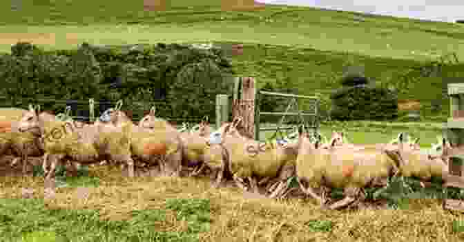 Cheviot Sheep Breed British Sheep Breeds (Shire Library 803)