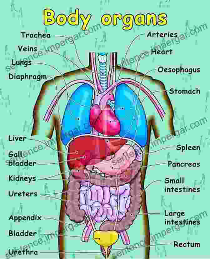 Diagram Of An Organ System The Components Of Life: All About Vitamins Minerals Amino Acids Enzymes Co