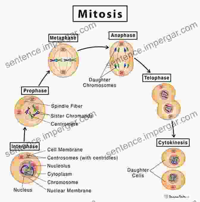 Diagram Of Mitosis Process The Components Of Life: All About Vitamins Minerals Amino Acids Enzymes Co