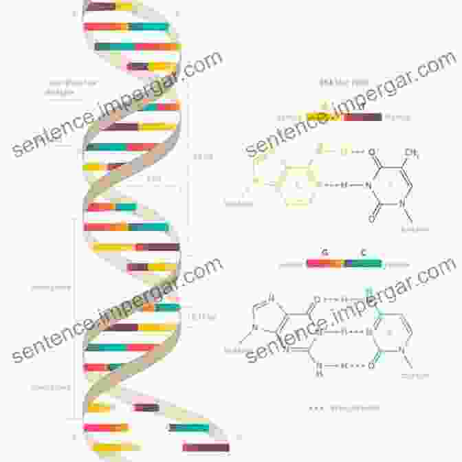 Double Helix Structure Of DNA, The Blueprint Of Life The Components Of Life: All About Vitamins Minerals Amino Acids Enzymes Co