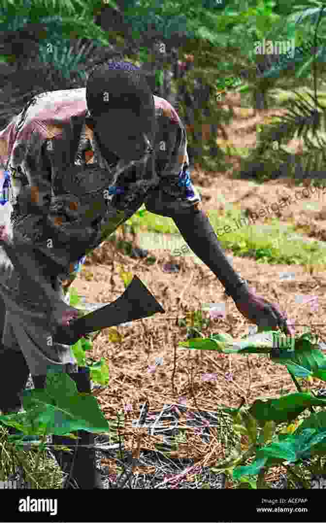 Ghanaian Farmer Tending To Crops The Scarcity Slot: Excavating Histories Of Food Security In Ghana (California Studies In Food And Culture 75)