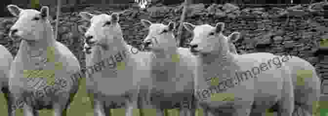 Lleyn Sheep Breed British Sheep Breeds (Shire Library 803)