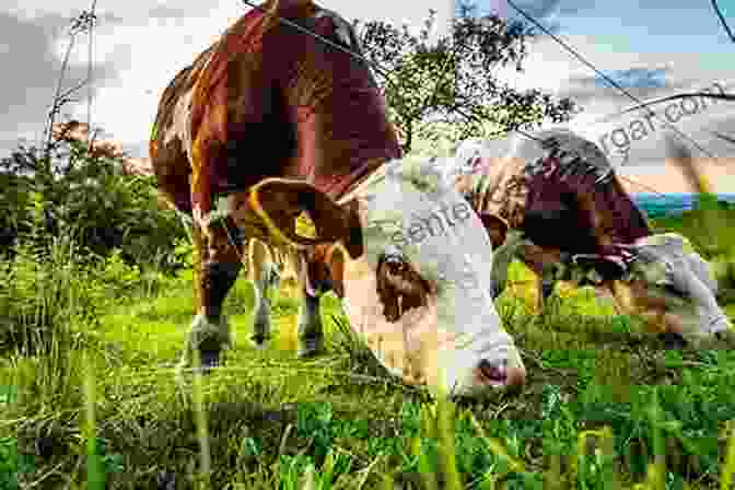 Natural Beef Grazing In A Pasture Grass Fed Cattle: How To Produce And Market Natural Beef