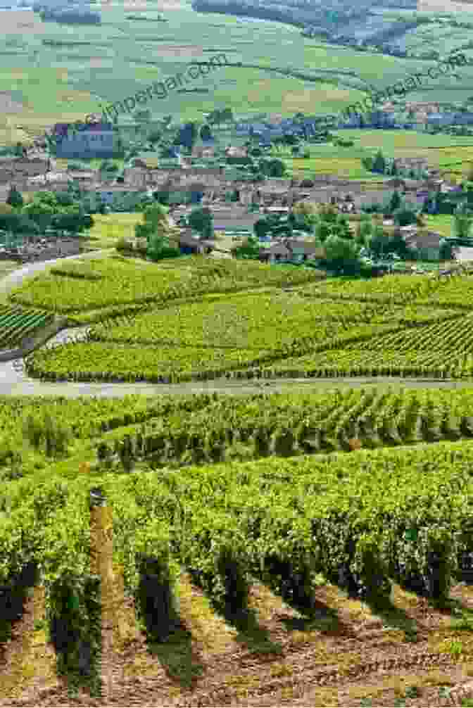 Panoramic View Of Rolling Hills And Vineyards In France Romp Through France And Spain: Discover The Quality Of Cuisine And Wine In Spain