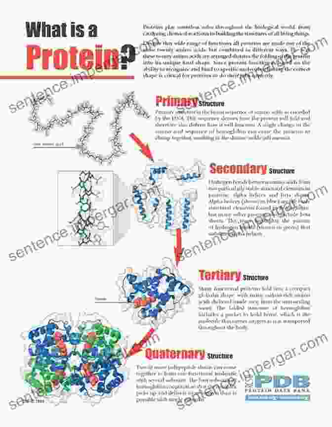 Protein Structure And Function The Components Of Life: All About Vitamins Minerals Amino Acids Enzymes Co