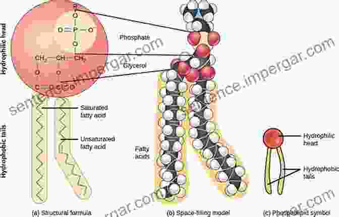 Schematic Representation Of A Surfactant Structure, Emphasizing The Hydrophilic Head Group And Hydrophobic Tail Group Physical Chemistry Of Polyelectrolytes (Surfactant Science 99)