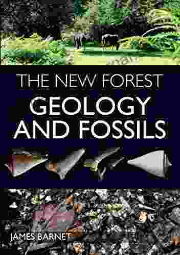 New Forest: Geology And Fossils